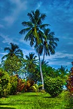 Tropischer Garten